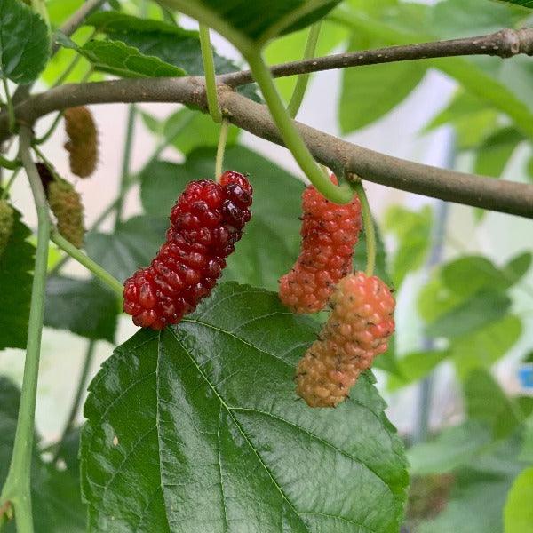 Boysenberry Mulberry Cutting - Dingdong's Garden