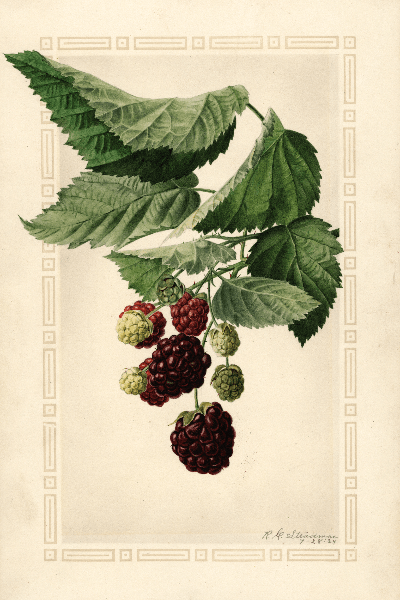 Brambles (Rubus) Blackberry 4x6 Decorative Card - Dingdong's Garden