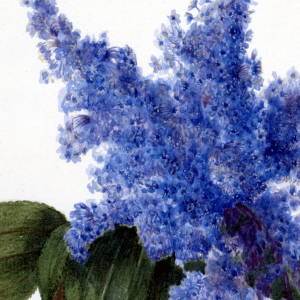 California Lilac (Ceanothus thyrsiflorus) Wildflower 4x6 Decorative Card - Dingdong's Garden