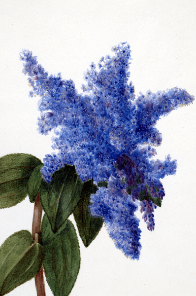 California Lilac (Ceanothus thyrsiflorus) Wildflower 4x6 Decorative Card - Dingdong's Garden