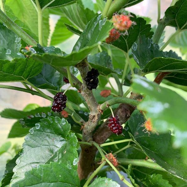 Callie's Delight Contorted Mulberry Cutting - Dingdong's Garden
