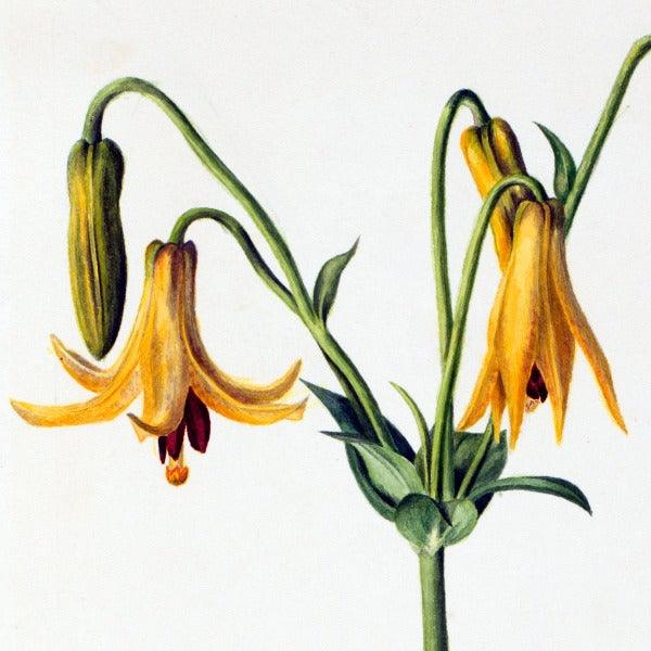 Canada Lily (Lilium canadense) Wildflower 4x6 Decorative Card - Dingdong's Garden
