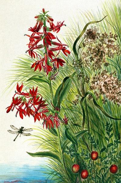 Cardinal Flower (Lobelia cardinalis) Wildflower 4x6 Decorative Card - Dingdong's Garden