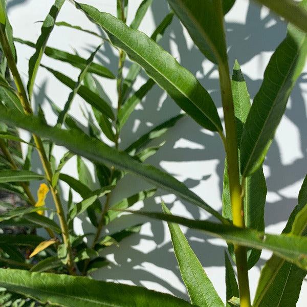 Continental Osier Willow Cutting - Dingdong's Garden