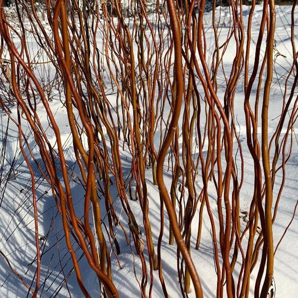 Scarlet Curls Willow Rooting Cutting Dingdong's Garden