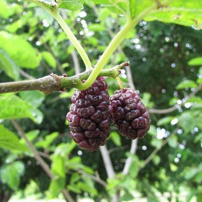 Paradise Mulberry Cutting - Dingdong's Garden