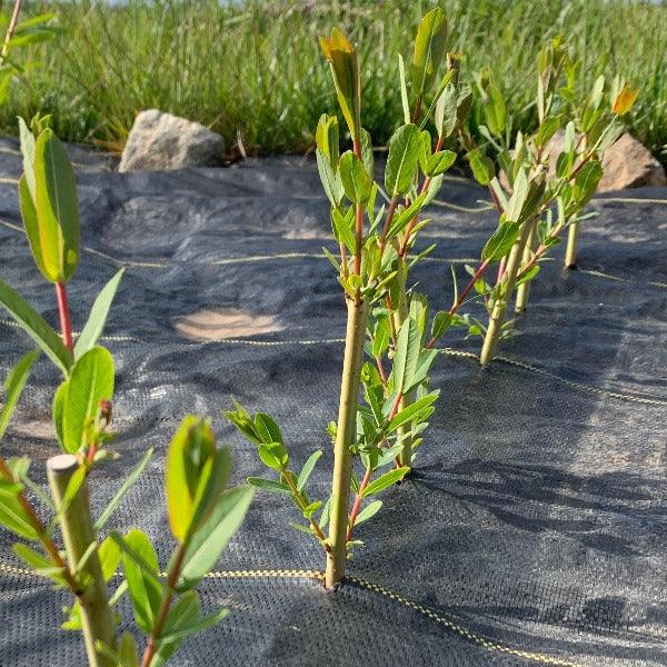 Dicky Meadows Willow Cutting - Dingdong's Garden