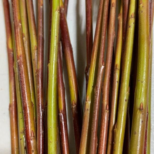 Dicky Meadows Willow Cutting - Dingdong's Garden