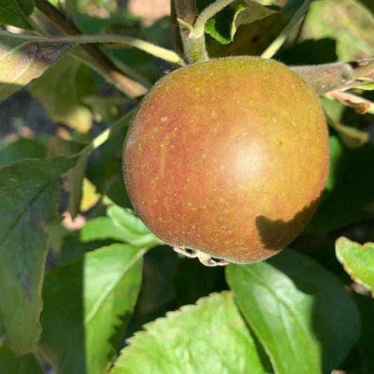 Egremont Russet Apple Scionwood - Dingdong's Garden