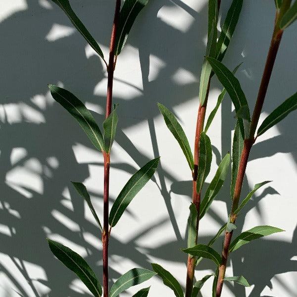 Eugene Willow Cutting - Dingdong's Garden