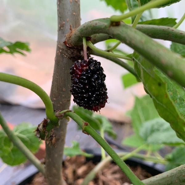 French Syrian Mulberry Cutting - Dingdong's Garden