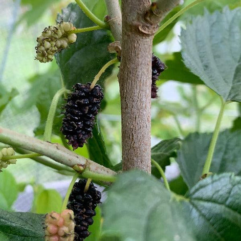 Gerardi Dwarf Mulberry Cutting – Dingdong's Garden