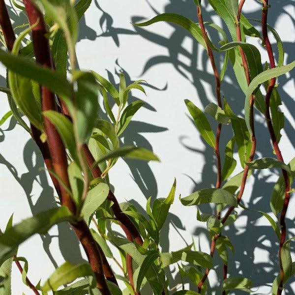Golden Corkscrew Willow Cutting - Dingdong's Garden