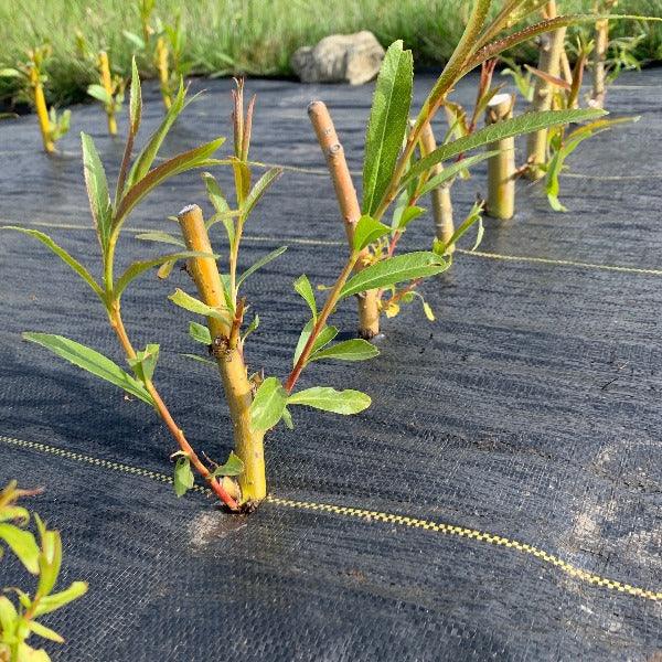 Golden Weeping Willow Cutting - Dingdong's Garden