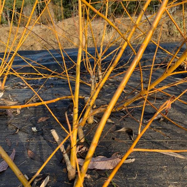 Golden Weeping Willow Cutting - Dingdong's Garden