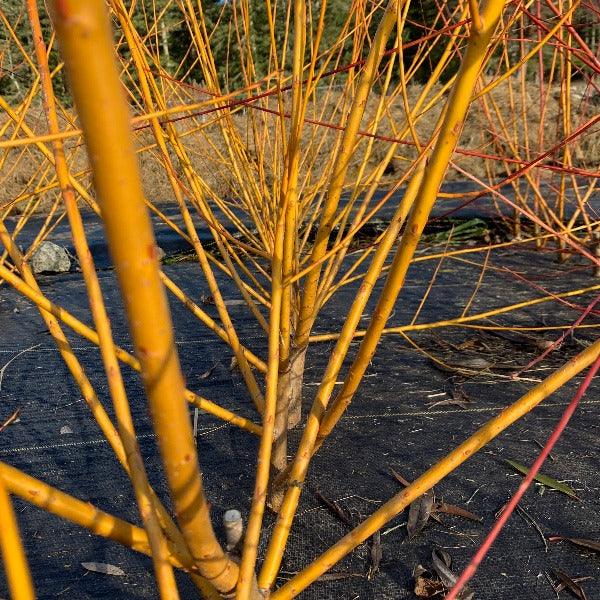 Golden Willow Cutting - Dingdong's Garden