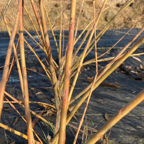 Goldstones Willow Cutting - Dingdong's Garden