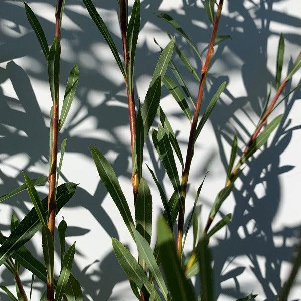 Goldstones Willow Cutting - Dingdong's Garden