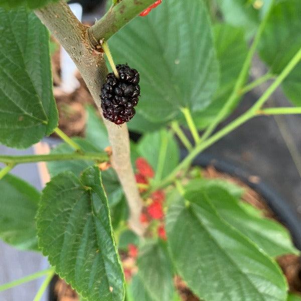Grover's Best Mulberry Cutting - Dingdong's Garden