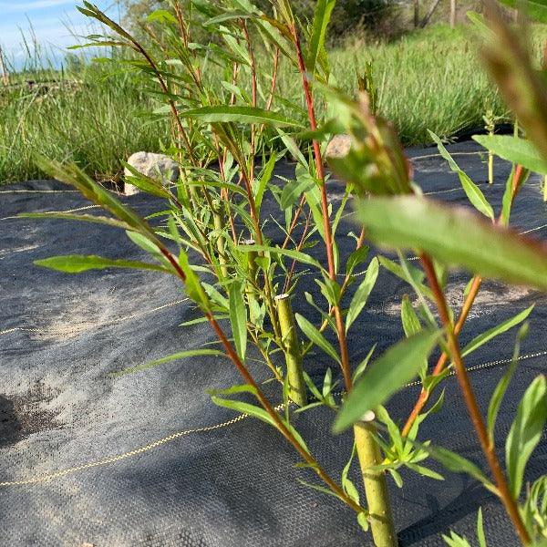 Harrisons Willow Cutting - Dingdong's Garden