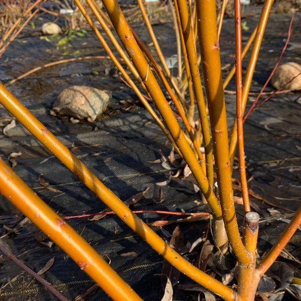 Harrisons Willow Cutting - Dingdong's Garden