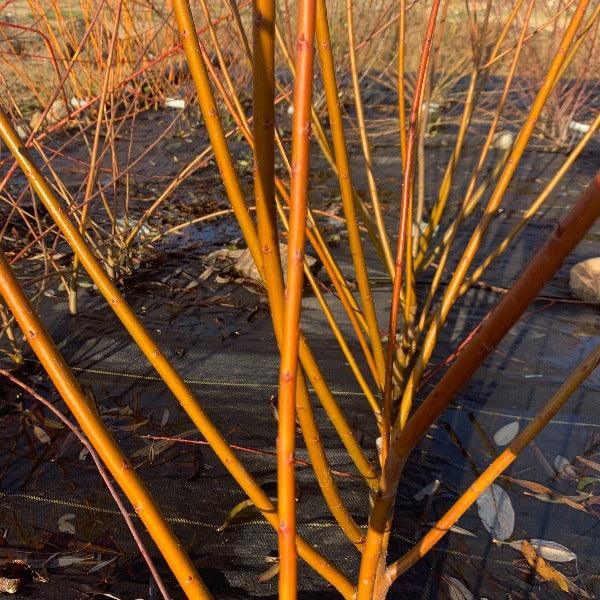 Harrisons Willow Cutting - Dingdong's Garden