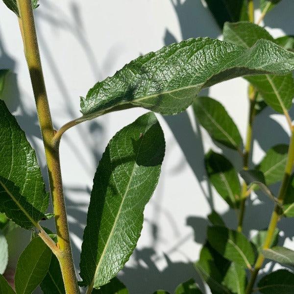 Hooker, Coastal, Dune Willow Cutting - Dingdong's Garden