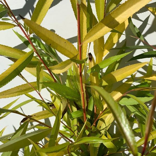 Crack Willow Cutting - Dingdong's Garden
