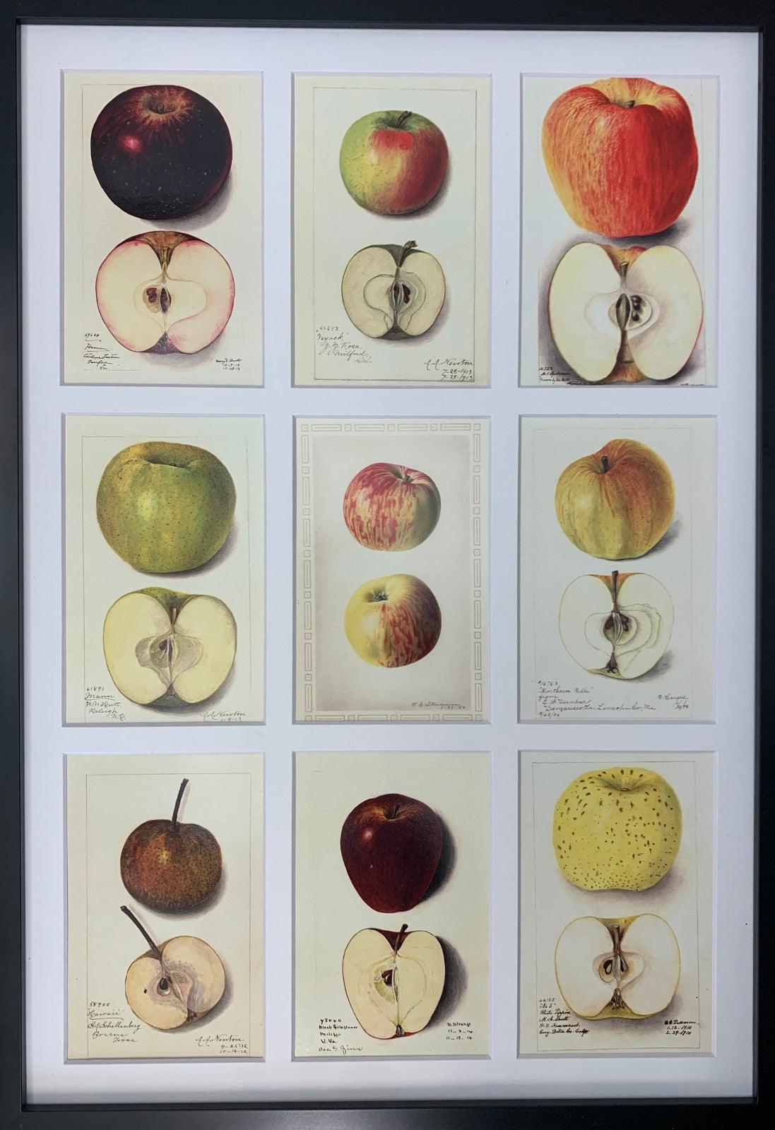 York Winesap Apple 4x6 Decorative Card - Dingdong's Garden