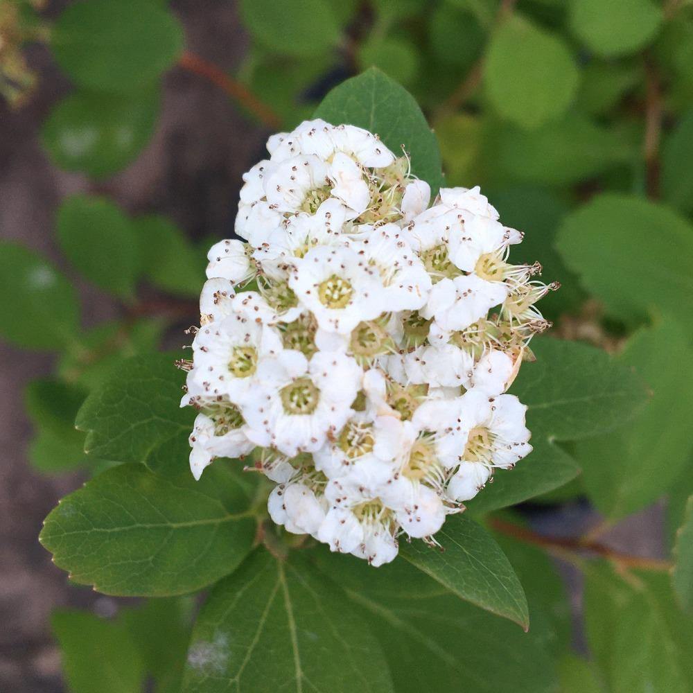 Tor, Birchleaf Spirea Cutting - Dingdong's Garden