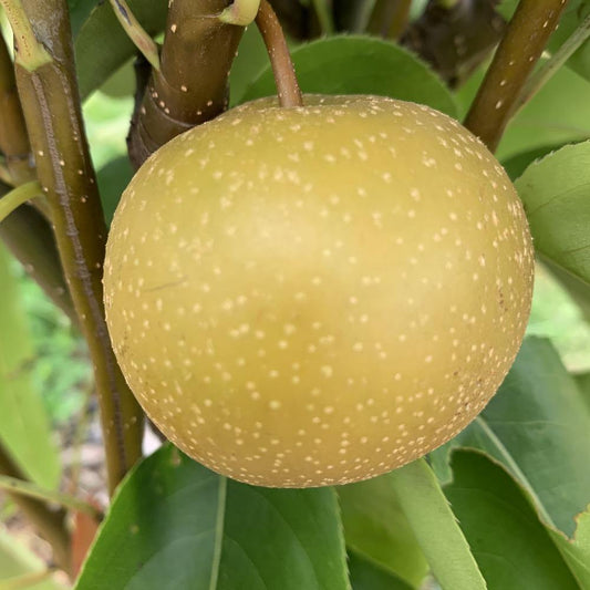 Chojuro Asian Pear Scionwood - Dingdong's Garden