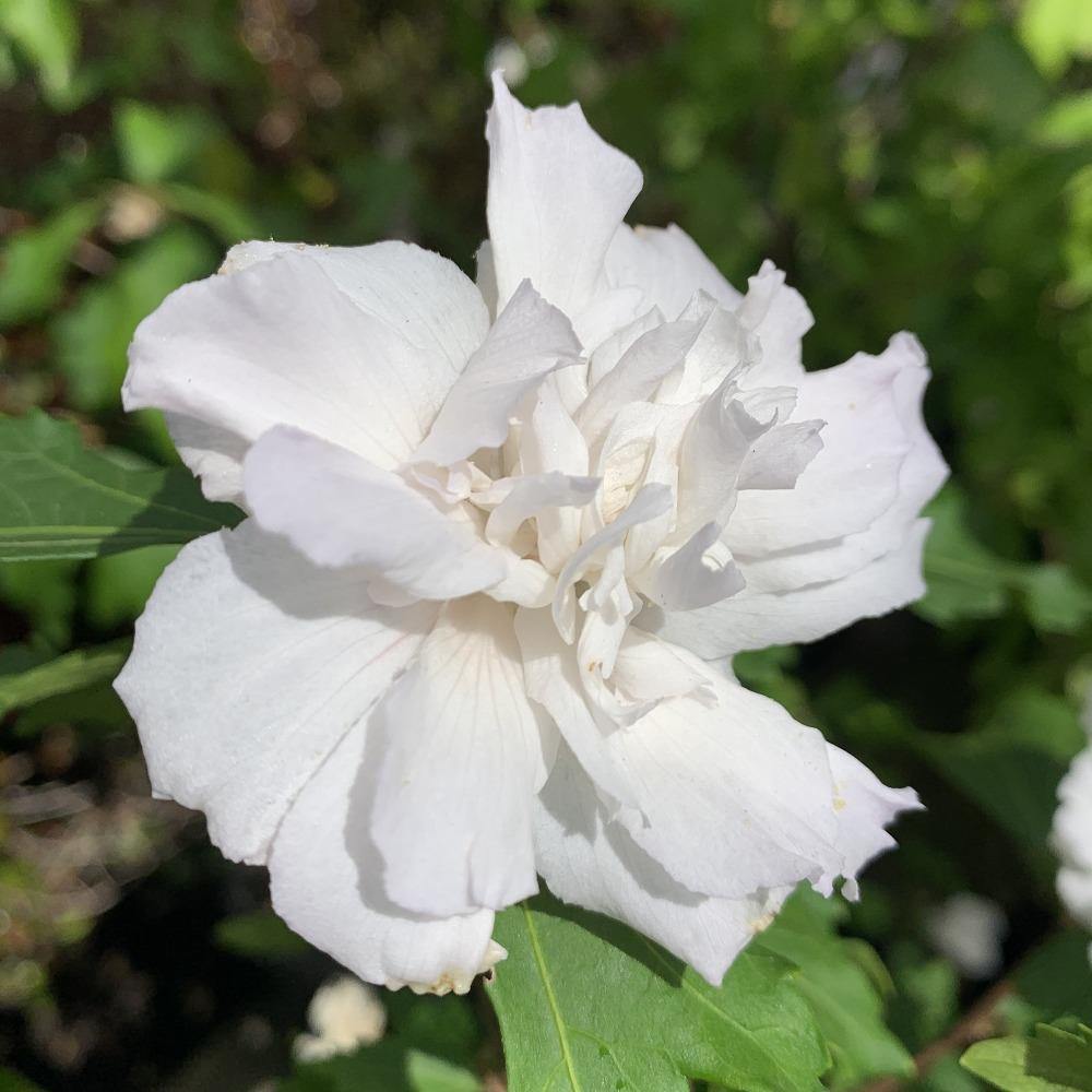 White Chiffon Rose of Sharon Cutting - Dingdong's Garden