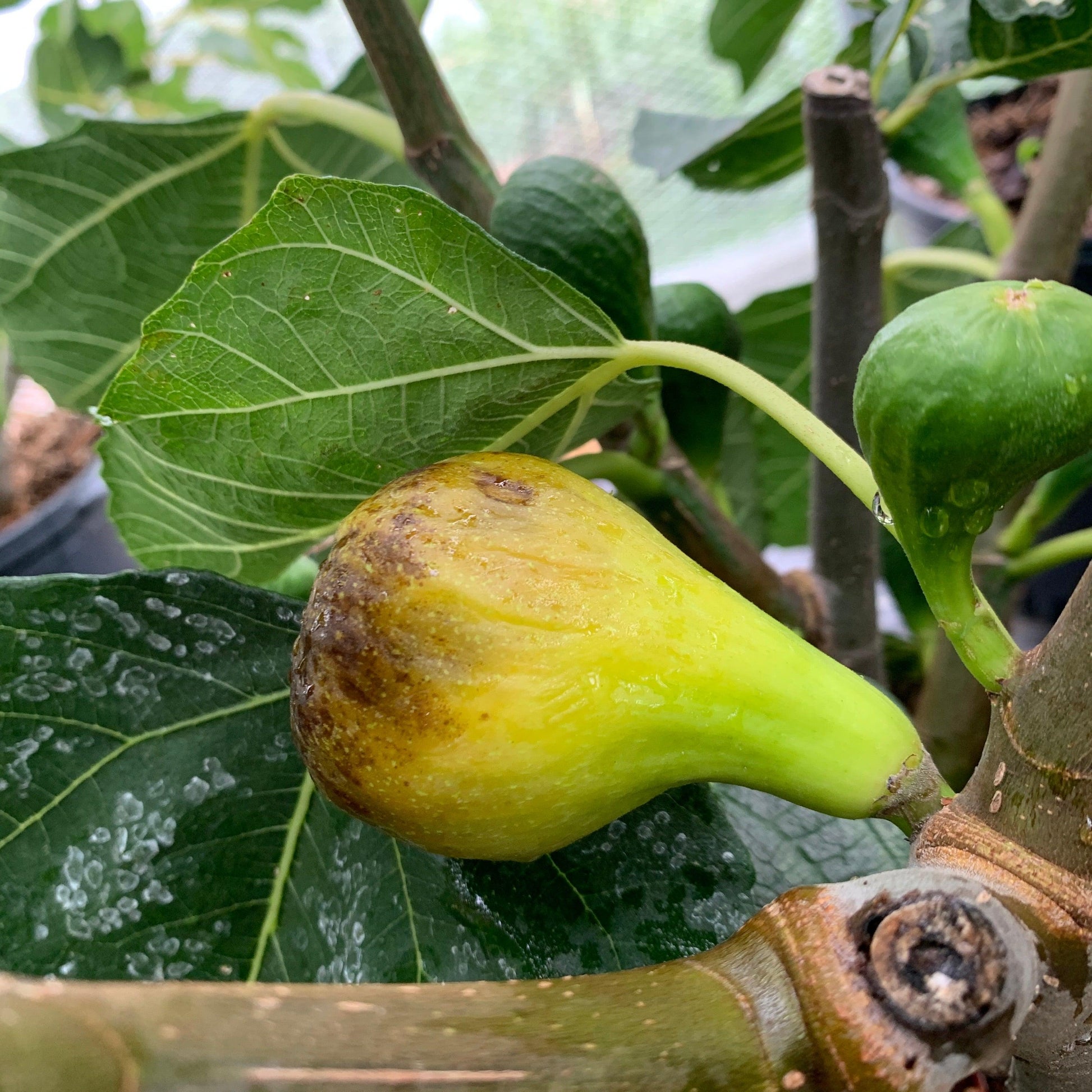 Qudsaya Fig Cutting - Dingdong's Garden