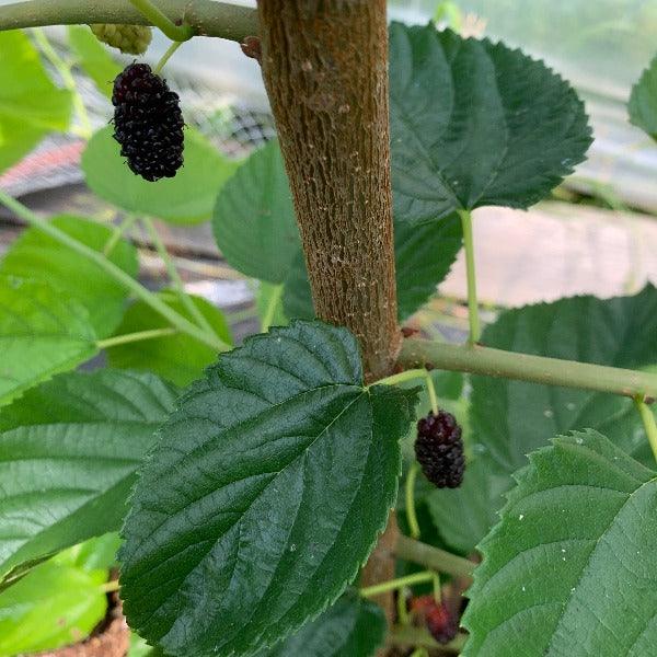 Italian Mulberry Cutting - Dingdong's Garden