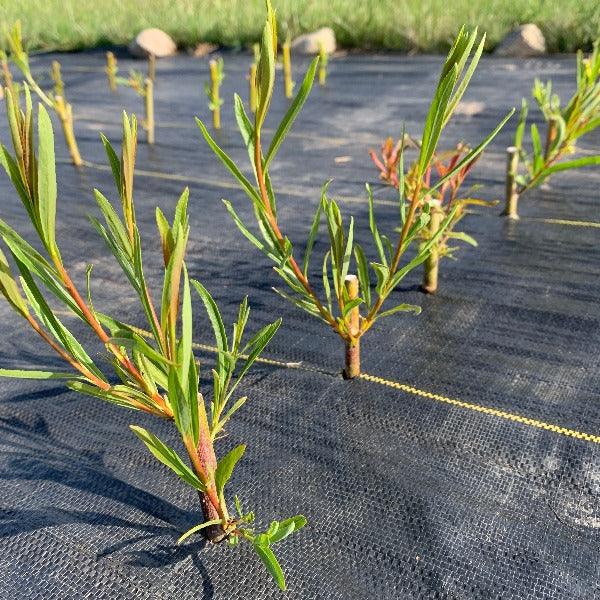 Japanese, Miyabe Willow Cutting - Dingdong's Garden