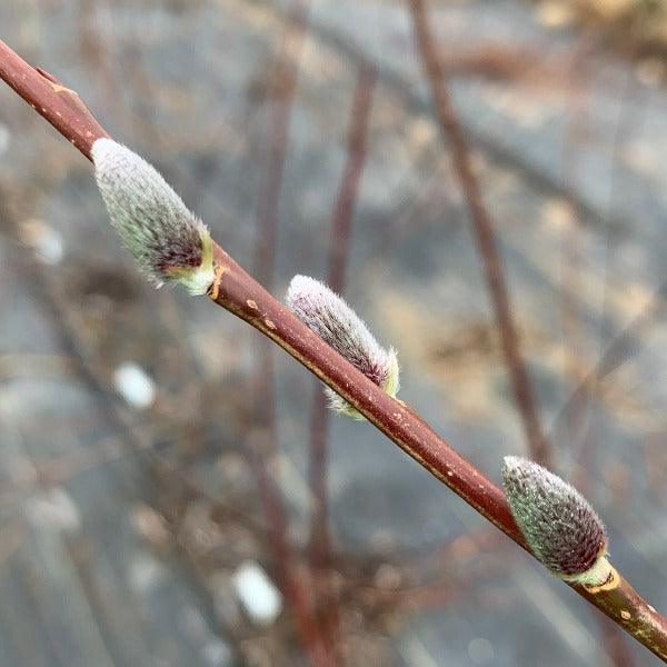 Japanese, Miyabe Willow Cutting - Dingdong's Garden