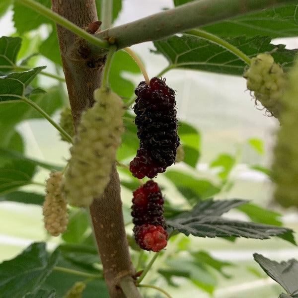 Kip Parker Mulberry Cutting - Dingdong's Garden