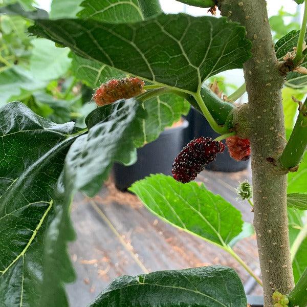 Lebanese Heart Mulberry Cutting - Dingdong's Garden