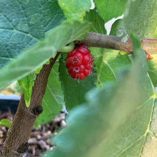 Noir de Spain Mulberry Cutting - Dingdong's Garden