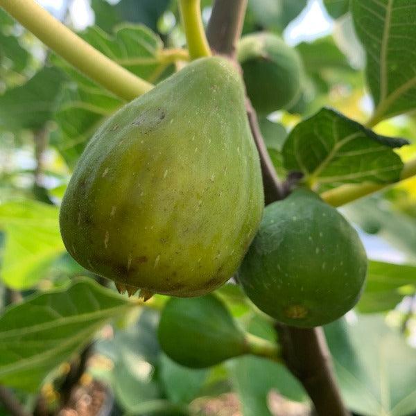 Peters Honey Fig Cutting - Dingdong's Garden