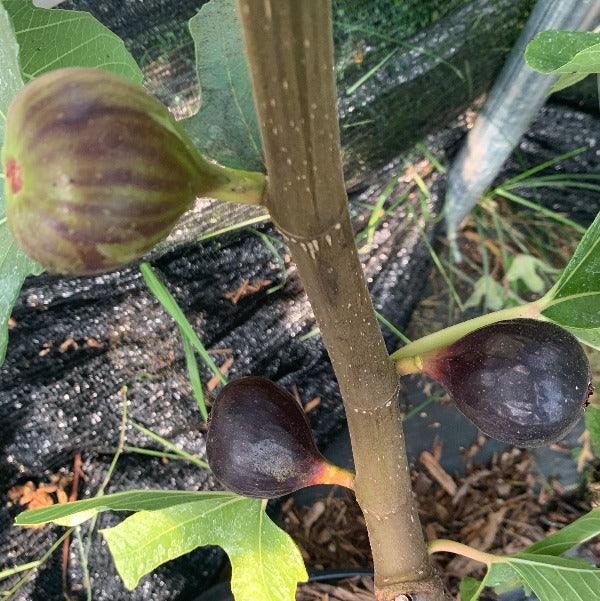 Ronde de Bordeaux Fig Cutting - Dingdong's Garden