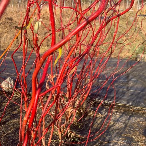 Scarlet Curls Willow Cutting - Dingdong's Garden