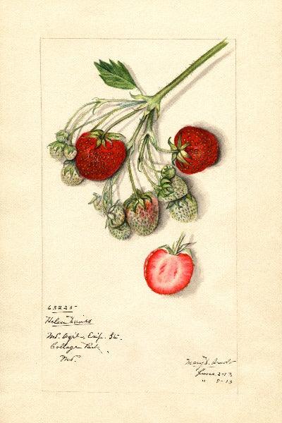 Helen Davis Strawberry 4x6 Decorative Card - Dingdong's Garden