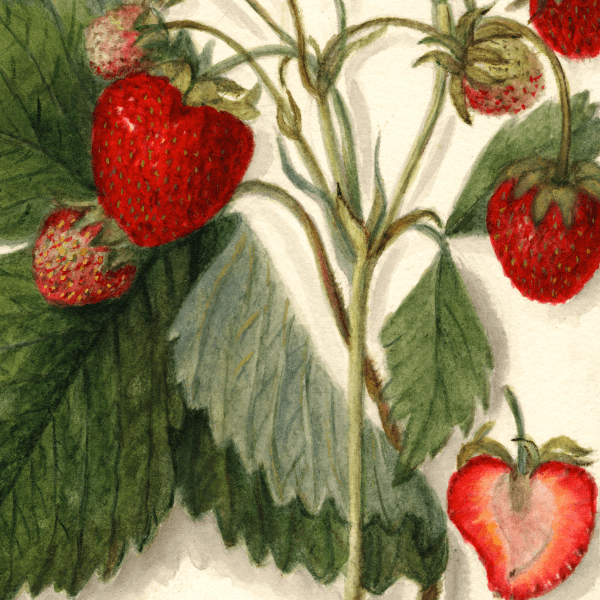 Howard Early Strawberry 4x6 Decorative Card - Dingdong's Garden