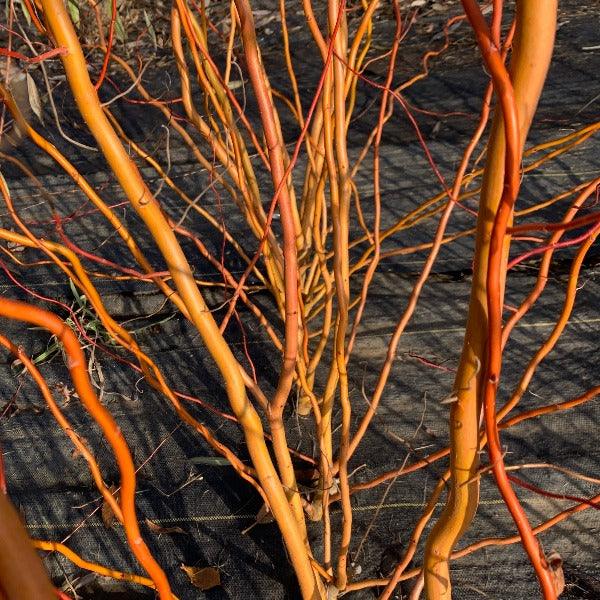 Orange Yellow Curly Willow Branches 4-5FT