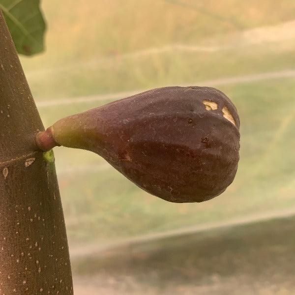 Takoma Violet Fig Cutting - Dingdong's Garden