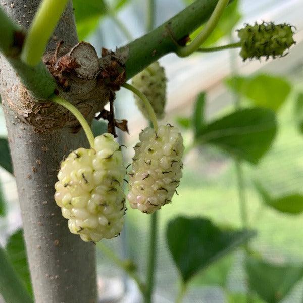 Tehama Mulberry Cutting - Dingdong's Garden