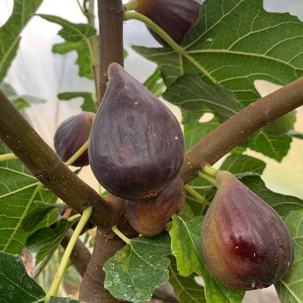Unk Owensboro Fig Cutting - Dingdong's Garden