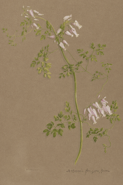 Adlumia fungosa (Allegheny vine) Wildflower 4x6 Decorative Card - Dingdong's Garden