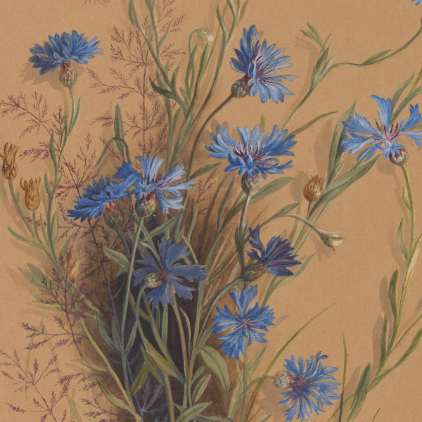 Cyanus segetum (Blue cornflower) Wildflower 4x6 Decorative Card - Dingdong's Garden